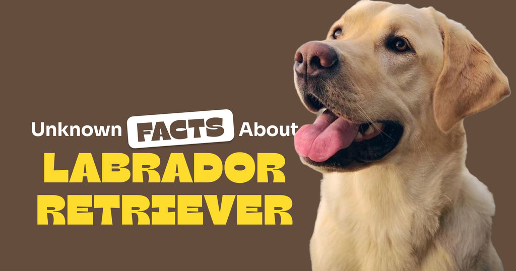 Labrador Retriever